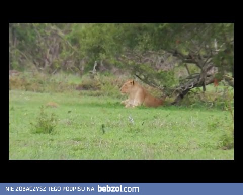 Lew spadł z drzewa