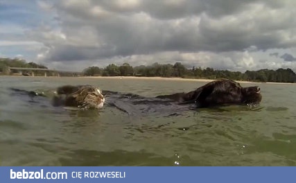 Szczęśliwa zgraja psów i kot 