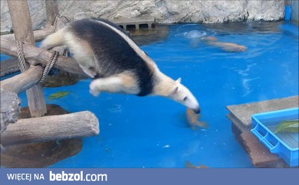 Mrówkojad chce dorwać skrzynke