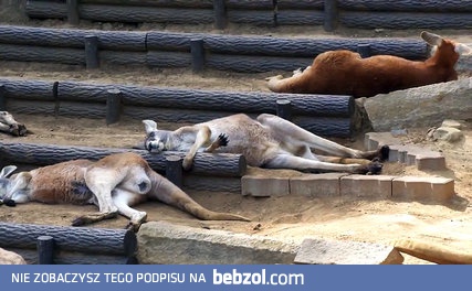 Popołudniowa drzemka kangurów