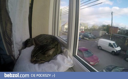 Krótkie poklatkowe wideo śpiącego kota na oknie