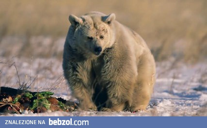 Szokująca przemiana uratowanej niedźwiedzicy