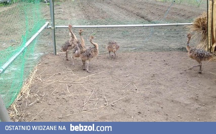 Małe rozbrykane strusie