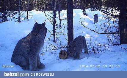 Trzy rysie kanadyjskie w jednym miejscu się spotkały 
