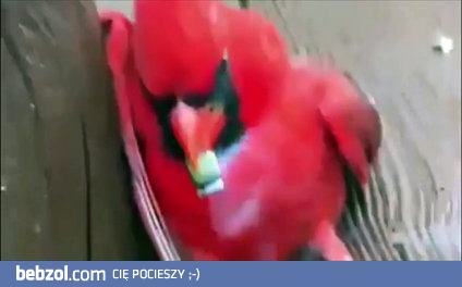 Angry Birds w prawdziwym życiu