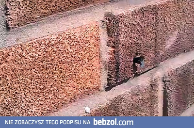 Duża siła drzemiąca w mały owadzie 