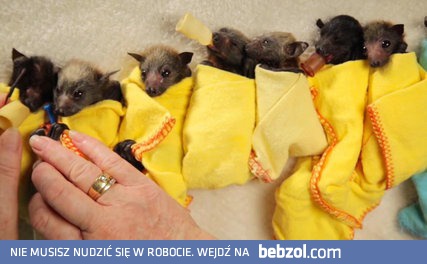 Mycie i zawijanie małych batmanów