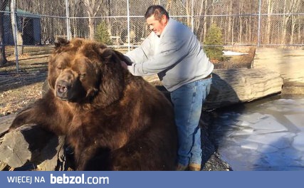 Pieszczoty niedźwiedzia Jimbo