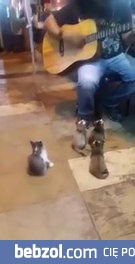 Muzyka, która hipnotyzuje nawet koty