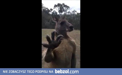 Kangur chce się bić