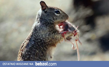 Wiewiórka wcina myszkę