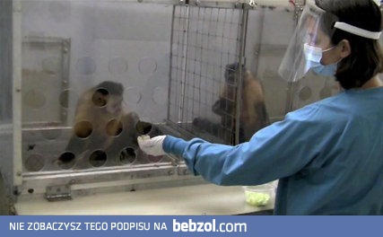 Małpa nie jest zadowolona z wynagrodzenia za swoje zadanie 