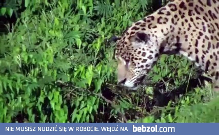 Jaguar atakuje krokodyla pod wodą