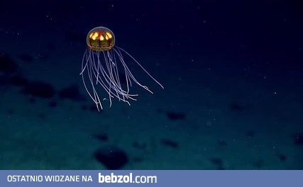 Niesamowita meduza z okolic Rowu Mariańskiego