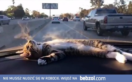 Zahipnotyzowany kot na desce rozdzielczej