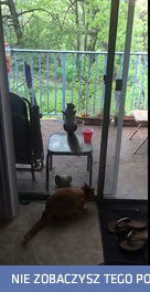 Wiewiór drwi z kota