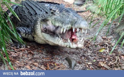 Piękny naturalny dźwięk łamanej kości