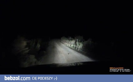 Kangur atakuje samochód