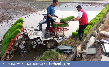 Maszyna do sadzenia ryżu