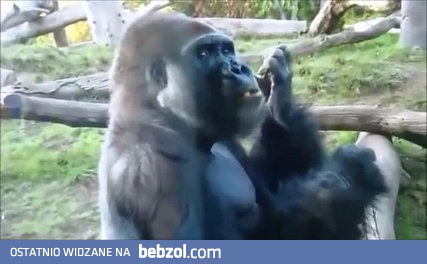 Goryl przeprowadza recykling jedzenia i częstuje innych.