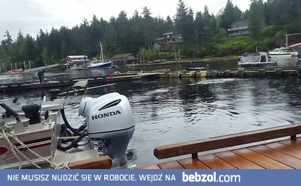 Niespodziewany gość w zatoce dla jachtów