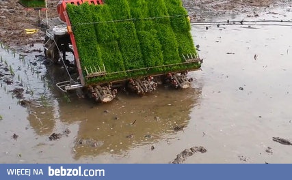 Maszyna do sadzenia ryżu