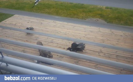 Kiedy jastrząb zjada srokę, na odsiecz przychodzą kumple