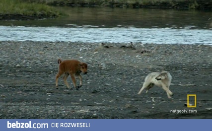 Młody bizon broniący się przed wilkiem