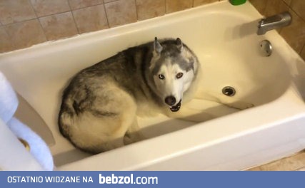 Niezadowolony husky chce się wykąpać!