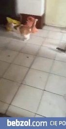 Tom i Jerry w prawdziwym życiu