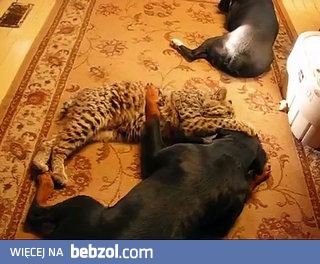 Ryś walczy z Rottweilerem 