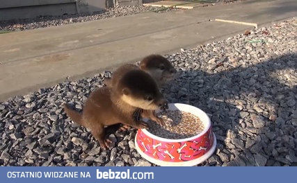 Karmienie dwóch młodych wydr