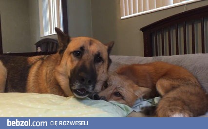 Pieseł i liseł w jednym stali domu