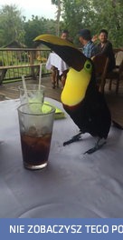 Tucan popija colę w barze