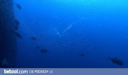 Rozdymki uwięzione w wirze bąbelków