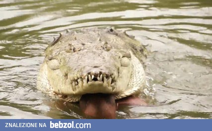 Krokodyl Poncho i jego najlepszy przyjaciel