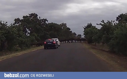 Wystraszone stado bawołów przestawia samochód na drodze