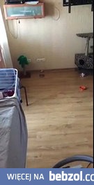 Kiedy zostawisz kota samego w domu
