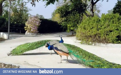 Widowiskowy skok pawia ukazany w spowolnieniu