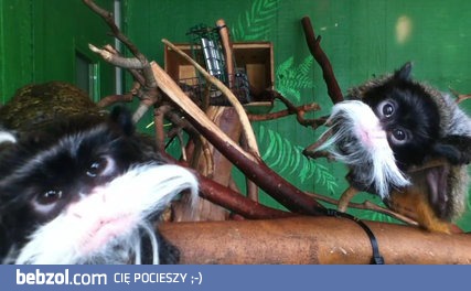 Zaintrygowane tamaryny cesarskie