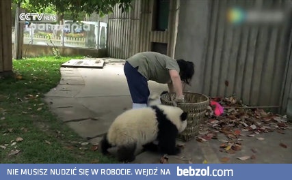 Sprzątaczka i niepokorna mała panda