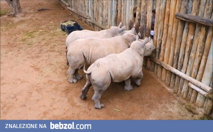 Małe nosorożce płaczą kiedy kończy się dla nich mleko