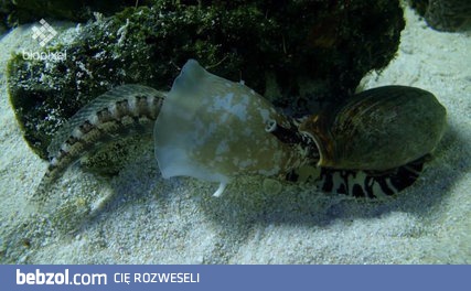 Ślimak pożera całą żywą rybę