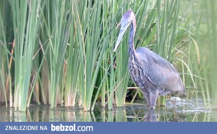 Głodna czapla połyka dużego suma