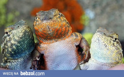 Te jaszczurki grają w 