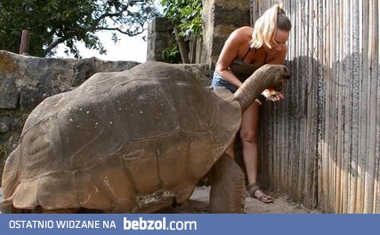 Pani karmi i całuje ogromnego żółwia