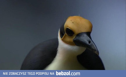 Sępowronik - Ptak, który żyje od 44 milinów lat na ziemi 