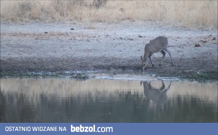 Widowisko skok ratujący życie antylopy po ataku krokodyla