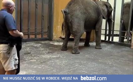 Narodziny małego słonia