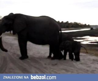 Kichające słoniątko